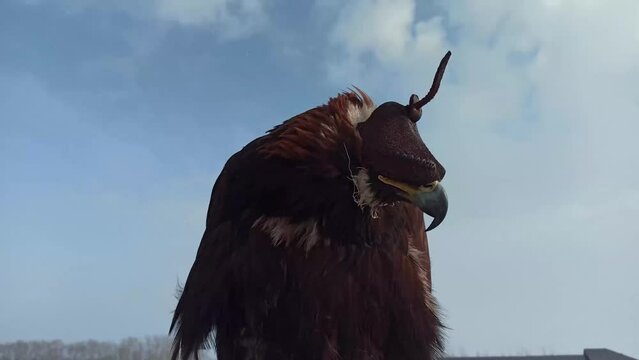 eagle with a cap over his eyes in winter, before hunting