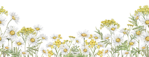 Seamless border Watercolor Daisy and tansy. Hand drawn illustration of Chamomile. bouquet of white blossom flowers on isolated background. Drawing botanical clipart invitation cards. Paint wildflower