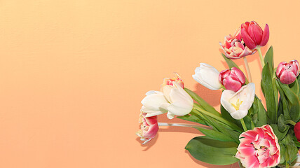 Floral composition with tulips on pastel background.minimal template for design Concept of Valentine's Day or Women's Day, Mother's Day, banner, congratulations to loved one on holiday,