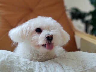 White cute Bichon dog sleeping on a pillow. Slovakia