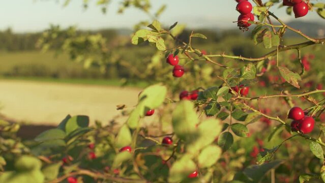 Sun shines on small shrub with red rosehips, closeup detail (Rosa Canina - dog rose - fruits). Used in herbal medicine and as food for being rich in antioxidants and vitamin c