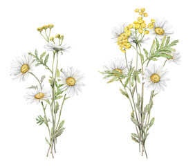 Watercolor Daisy and tansy. Hand drawn illustration of Chamomile and little violet bell. bouquet of white blossom flowers on isolated background. Drawing botanical clipart. Painted wildflowers.