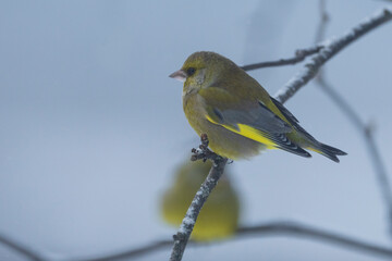 The European greenfinch or simply the greenfinch (Chloris chloris)