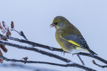 The European greenfinch or simply the greenfinch (Chloris chloris)