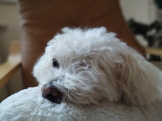 White cute Bichon dog sleeping on a pillow. Slovakia