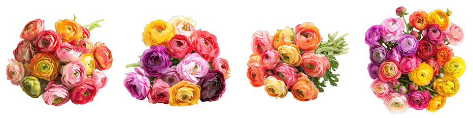 Ranunculus Flower Pile Of Heap Of Piled Up Together Hyperrealistic Highly Detailed Isolated On Transparent Background Png File
