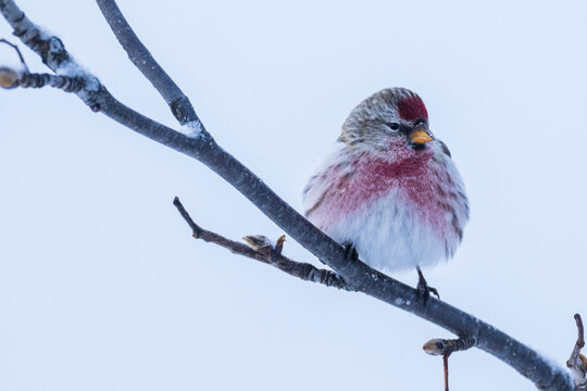 The Common redpoll (Acanthis flammea)