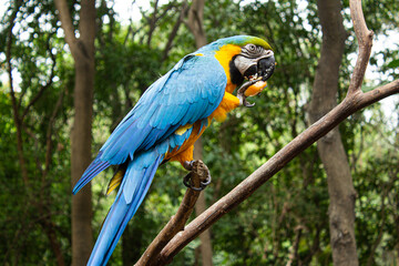 blue and yellow macaw eating fruit