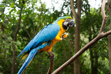 blue and yellow macaw