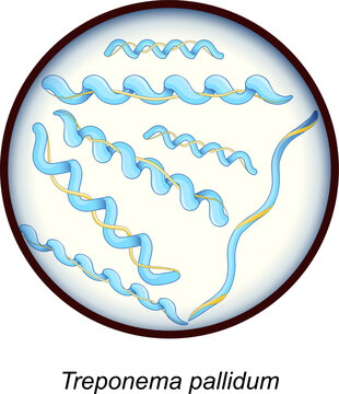Treponema pallidum