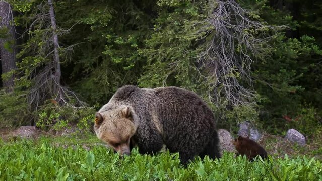 Mother Grizzly Bear with her cubs, eating weeds and grass in nature. Taken in Banff National Park, Alberta, Canada.