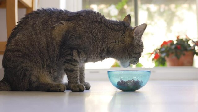 Older tabby cat sitting on the floor, eating food from small glass bowl, side view