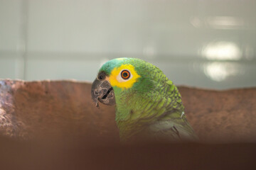 Amazona aestiva. Amazona aestiva, commonly known as papagaio-verdadeiro, is a bird from the family...
