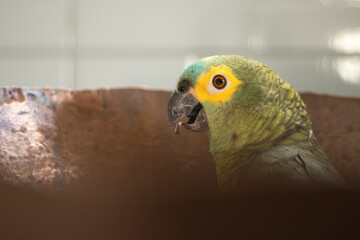 Amazona aestiva. Amazona aestiva, commonly known as papagaio-verdadeiro, is a bird from the family...