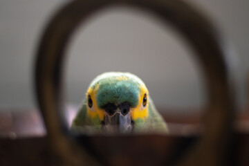 Amazona aestiva. Amazona aestiva, commonly known as papagaio-verdadeiro, is a bird from the family...