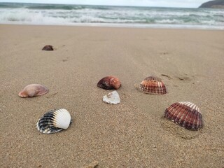 seashells on the beach
shore m'diq Morocco 