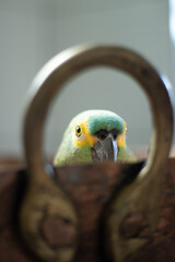 Amazona aestiva. Amazona aestiva, commonly known as papagaio-verdadeiro, is a bird from the family...