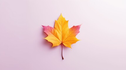 Yellow and pink autumn maple leaf on pink pastel background