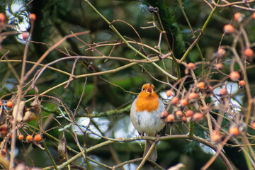 Robin on a branch