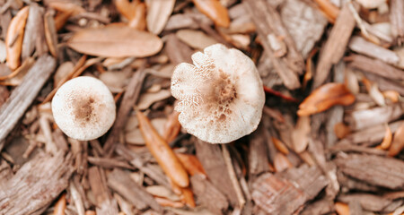 mushrooms in the wood Florida 