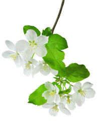 Blossoming apple tree. White apple blossom. Spring .on transparent, png . spring background of a...