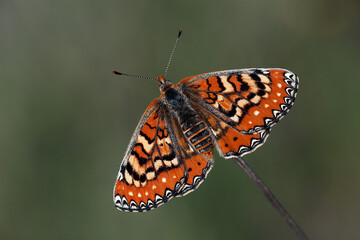 Spanish Fritillary (Euphydryas desfontainii) warming up on a branch