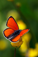 Purple-edged Copper (Lycaena hippothoe eurydame) defending territory on flower (Ranunculus sp)