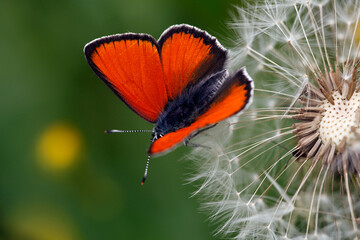 Purple-edged Copper (Lycaena hippothoe eurydame) defending territory on Common Dandelion (Taraxacum...