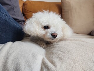 White cute Bichon dog sleeping on a pillow. Slovakia