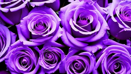 Purple roses bouquet macro background 