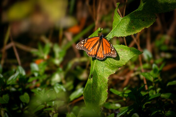 La Monarca de Norteamérica
