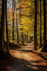Obraz premium Sunlit path through a beech forest in autumn