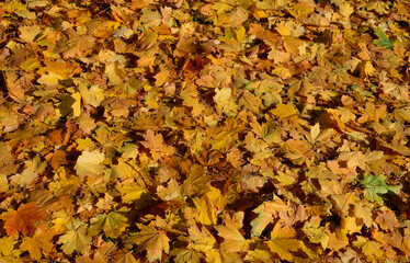 Colorful backround image of fallen autumn leaves perfect for seasonal use