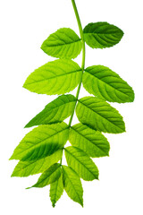 Green elderberry leaves. Green leaf close-up. on transparent, png. Herbal medicine.Natural greens plants and leaf