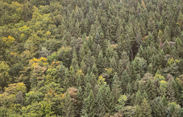 Texture of a mountain forest with many green trees. View from high