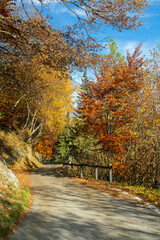 autumn in the forest