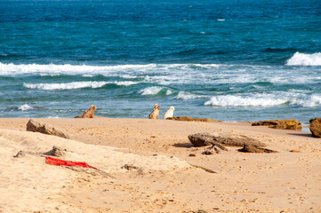 Fototapeta na wymiar DOGS ON THE BEACH