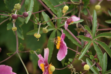 abeille et fleur 