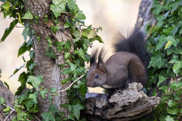 Naklejka na ściany i meble The red squirrel or Eurasian red squirrel (Sciurus vulgaris) in Italy