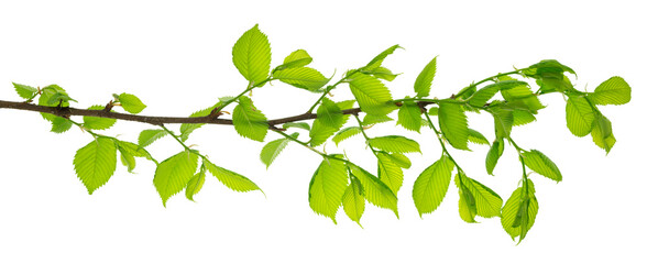 Growing Leaf. National Forest Conservation Day. leaves . Leaf are suitable for product design on transparent, png. elm - obrazy, fototapety, plakaty