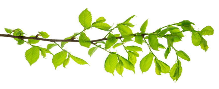 Growing Leaf. National Forest Conservation Day. leaves . Leaf are suitable for product design on transparent, png. elm