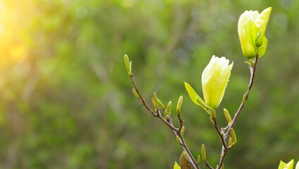 Yellow magnolia blooming in spring with soft sunlight and blurred background, springtime.