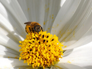 Macro hymenoptera of genus bee front view on the heart of white cosmos flower
