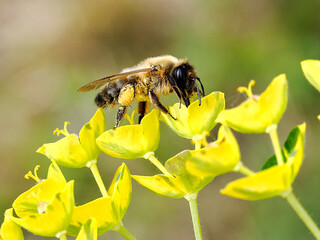 Macro of honey bee (Apis) feeding on yellow euphorbia flower 