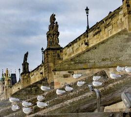 A flock of seagulls sit on wooden stilts in the middle of the Vltava River in Prague, Czech...