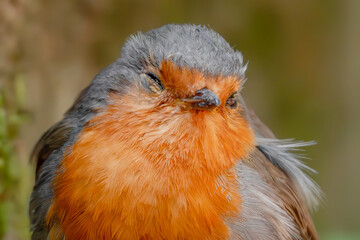 Zwinkerndes Rotkehlchen