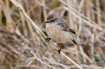 Siberian stonechat