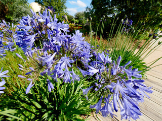 Flower bed of blue agapanthus flowers in french garden