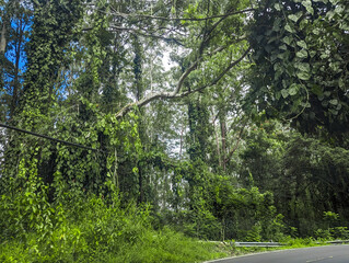 Road to Hana Maui Hawaii Drive