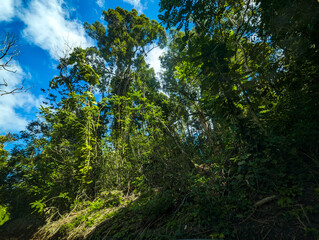 Road to Hana Maui Hawaii Drive